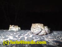 /home//u458753944/public_html/sourcegallery///////////////////////Roxborough Toad Detour/2013-2019/2017/P4110730.JPG